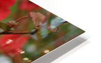 Flowers 4 HD Metal print
