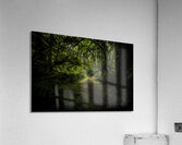 Quiet Wandering Acrylic Print