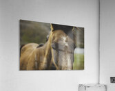 Watcher Acrylic Print