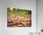 Autumn Change Acrylic Print