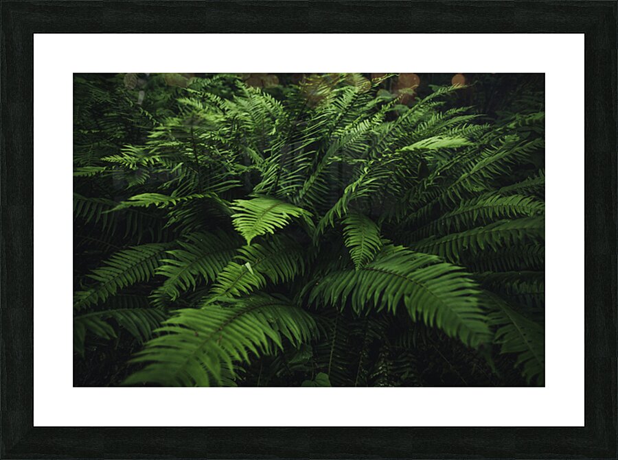 Forest Fern Picture Frame print