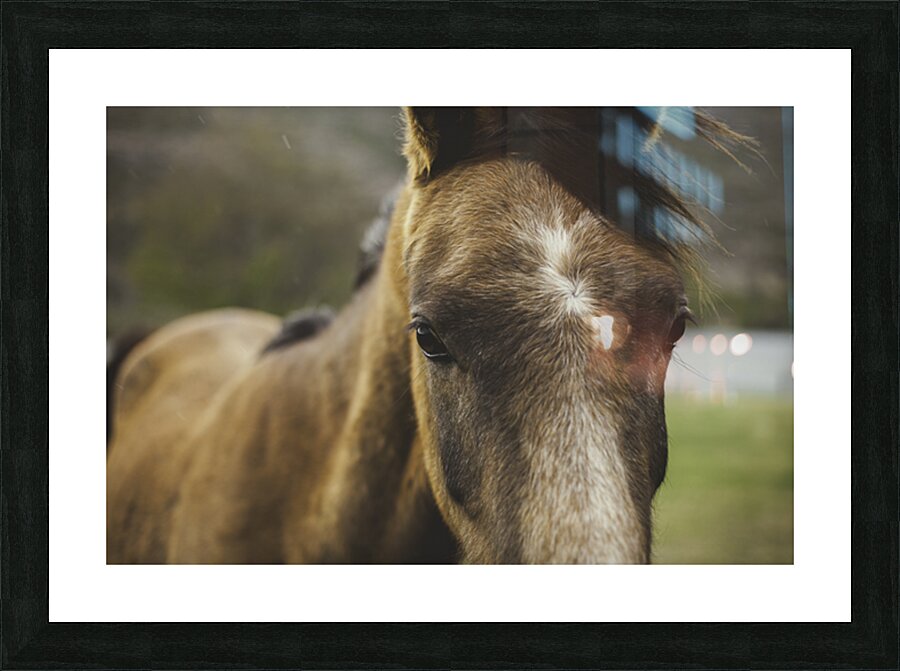 Watcher Picture Frame print