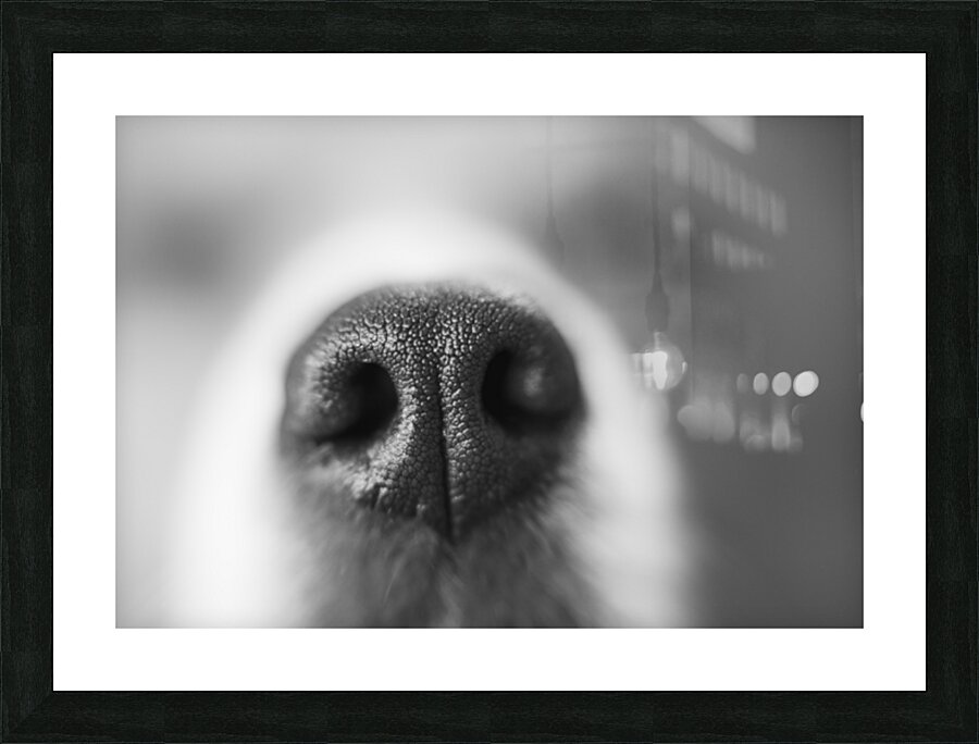 Sniff Picture Frame print