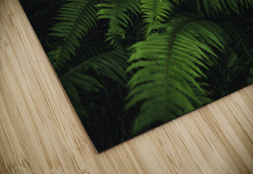 Forest Fern Jessetookaphoto puzzle