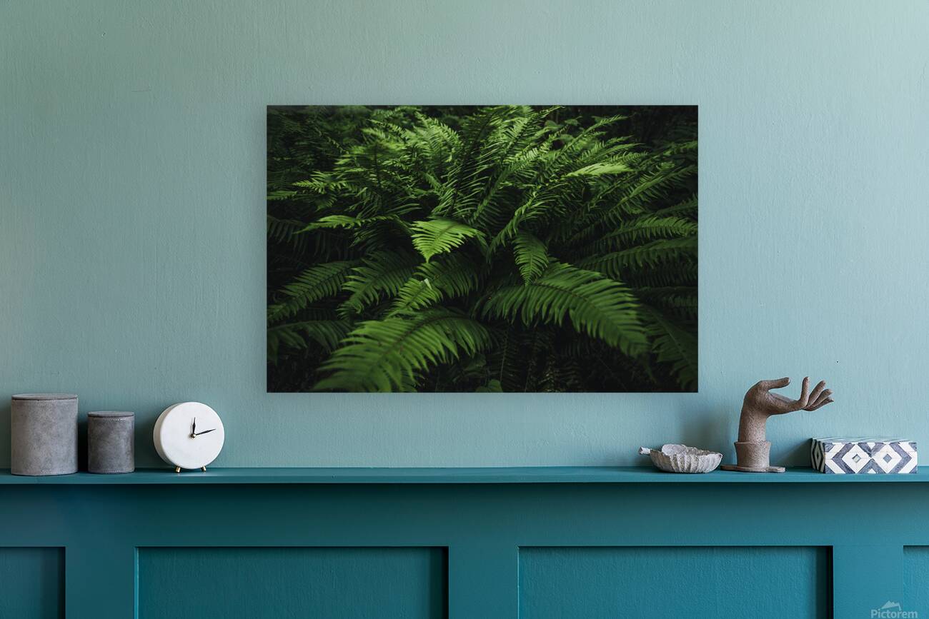Forest Fern Reproduction