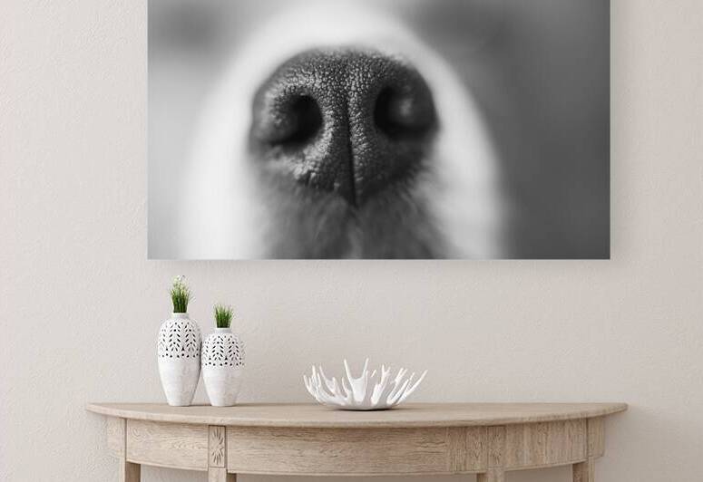 Sniff by Jessetookaphoto