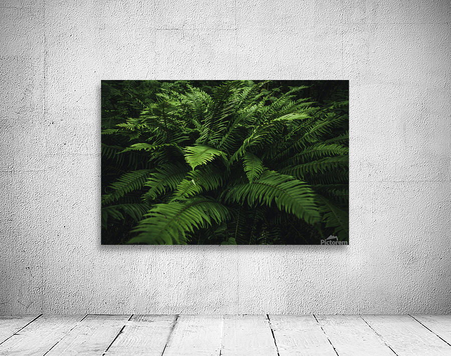 Forest Fern Wall Preview