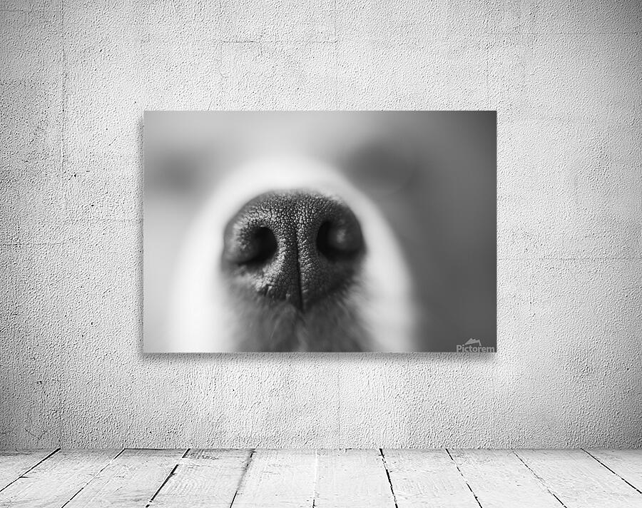 Sniff Wall Preview
