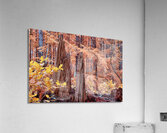 Cycle Of Growth and Decay Acrylic Print