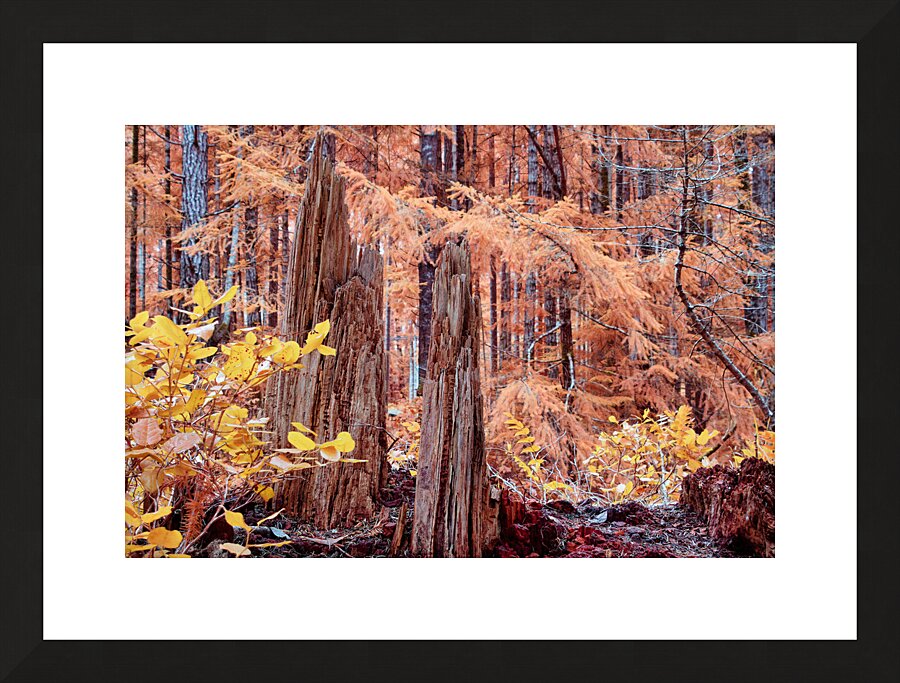 Cycle Of Growth and Decay Picture Frame print