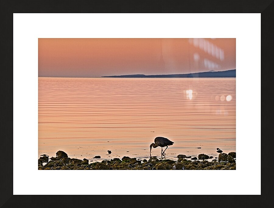 Morning Meal Picture Frame print