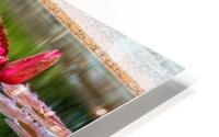 Water Lilies HD Metal print