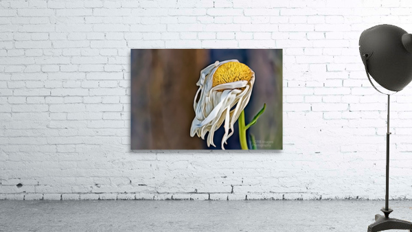 Past Its Prime Wall Preview