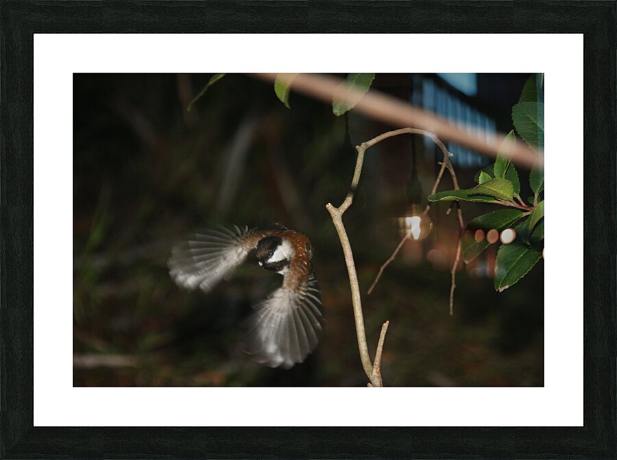 Chestnut-Backed Chickadee Taking Flight Picture Frame print