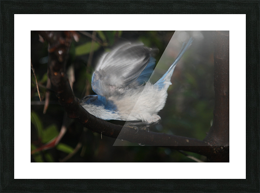 Scrub Jay Drinking Raindrop Picture Frame print