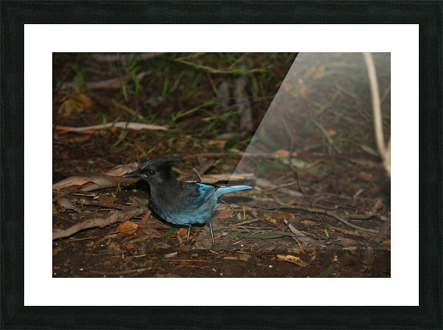 Stellers Jay 1 Picture Frame print