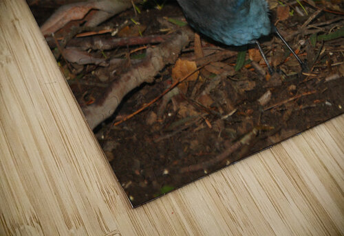 Stellers Jay 1 Equinox Monograms puzzle