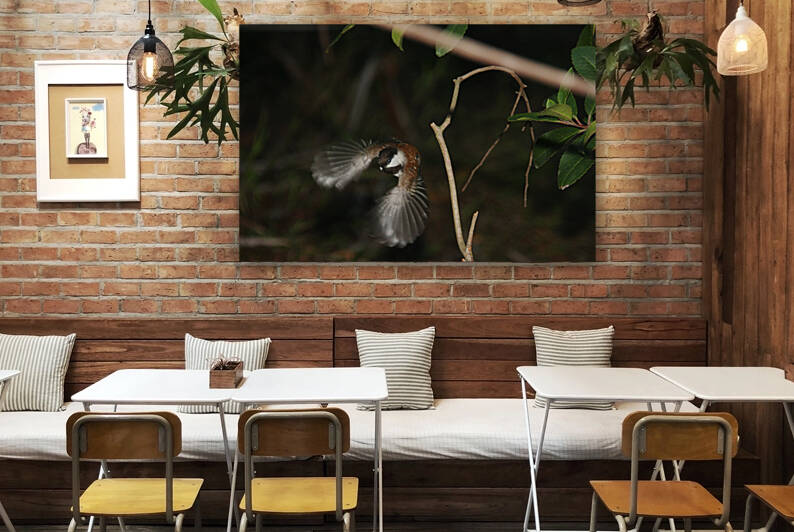 Chestnut-Backed Chickadee Taking Flight by Equinox Monograms