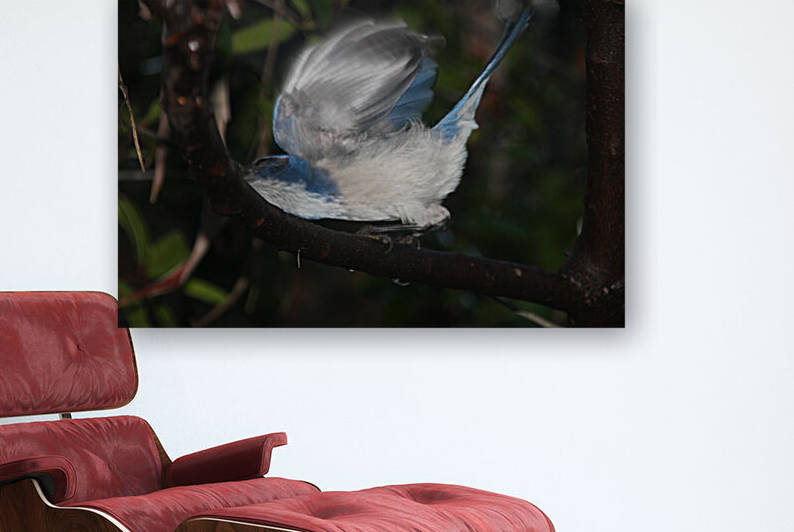 Scrub Jay Drinking Raindrop Reproduction