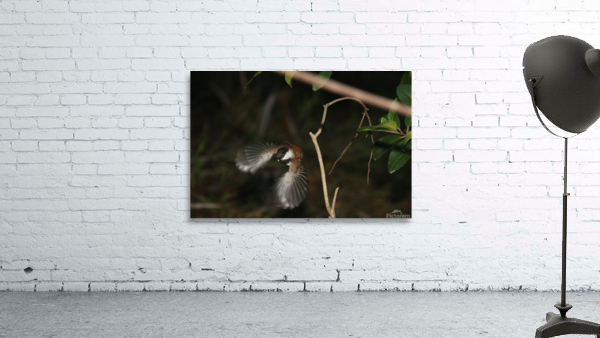 Chestnut-Backed Chickadee Taking Flight Wall Preview