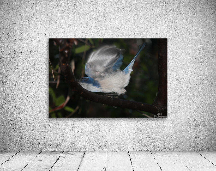 Scrub Jay Drinking Raindrop Wall Preview