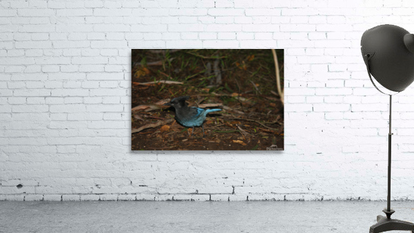 Stellers Jay 1 Wall Preview