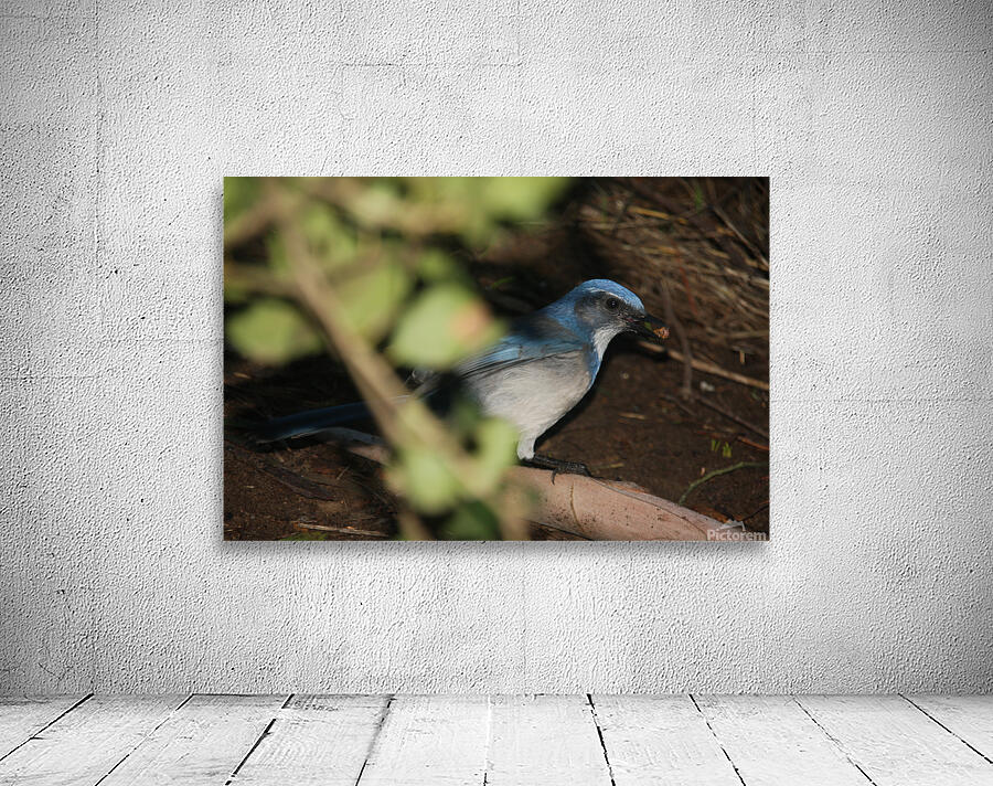 Scrub Jay 2 Wall Preview