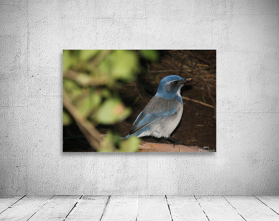 Scrub Jay 3 Wall Preview