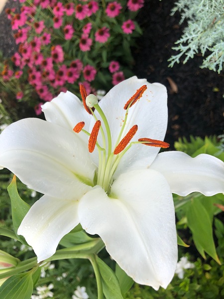 White Lily  Digital Download