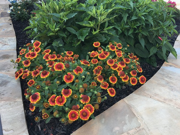 Blanket Flower Digital Download