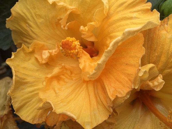 Golden Yellow Hibiscus Digital Download