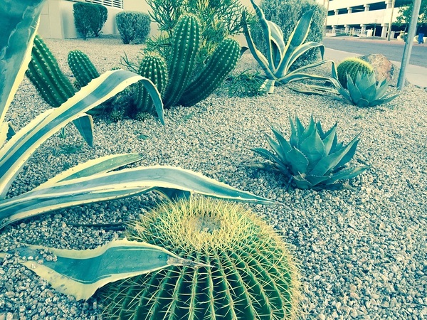 Cactus Party Digital Download