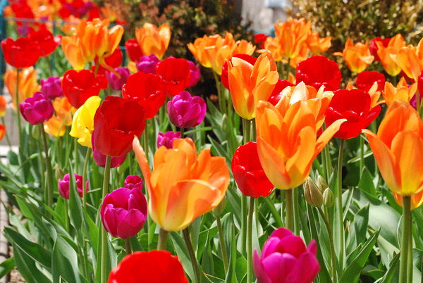 Tulips Digital Download