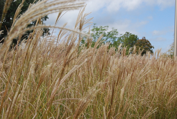 Silver Grass Digital Download