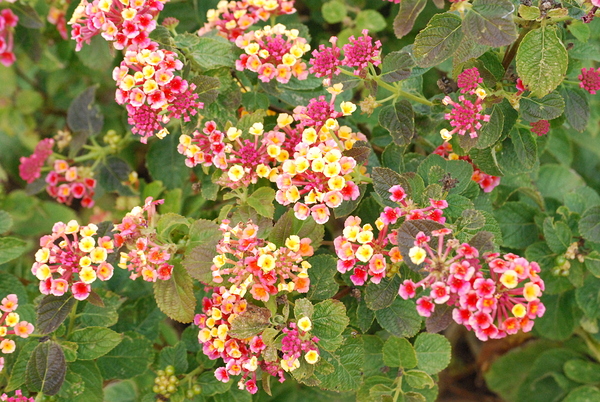 Lantanas  Digital Download
