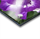Puple Bearded Iris Acrylic print