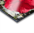 Hibiscus Acetosella Acrylic print