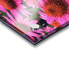 Echinacea Coneflower Acrylic print