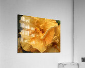 Golden Yellow Hibiscus Acrylic Print