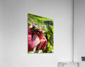 Bumble Bee Acrylic Print