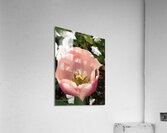 Tulip Acrylic Print
