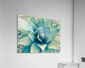 Large Aloe Plant Acrylic Print