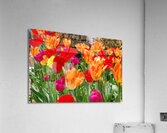 Tulips Acrylic Print