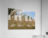 Silver Grass Acrylic Print