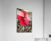 Red Hibiscus Acrylic Print