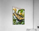 Eastern Tiger Swallowtail  Acrylic Print