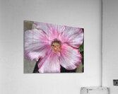 Hibiscus Acrylic Print