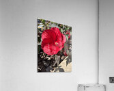 Hibiscus Acetosella Acrylic Print