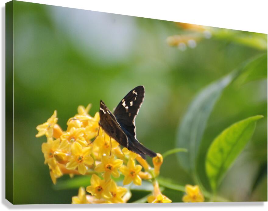 Long-Tailed Skipper Butterfly Canvas Print