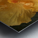 Golden Yellow Hibiscus Metal print